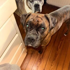 Maverick is his name. And he loves PoshMark!!!